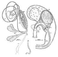 Imagem de Promesostoma meixneri Ax 1951