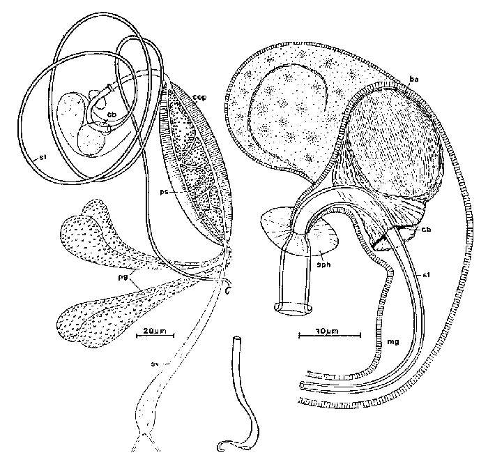 Image of Promesostoma meixneri Ax 1951