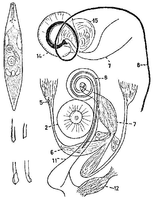 Image of Promesostoma neglectum Karling 1967