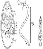 Imagem de Promesostoma norvegicum Karling 1967