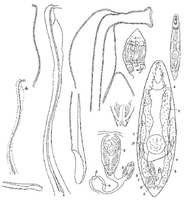 Image of Typhloplanoida