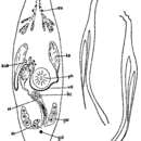 Слика од Promesostoma paracochleare