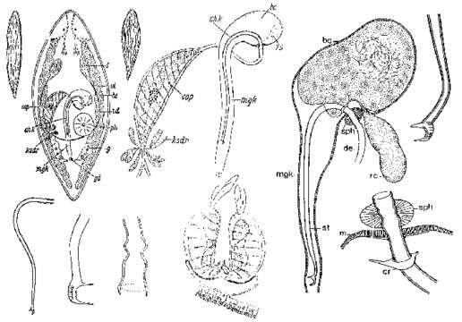 Imagem de Promesostoma rostratum Ax 1951