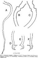 Imagem de Promesostoma rostratum Ax 1951