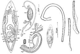 Image de Promesostoma sartagine Ax & Ehlers 1973