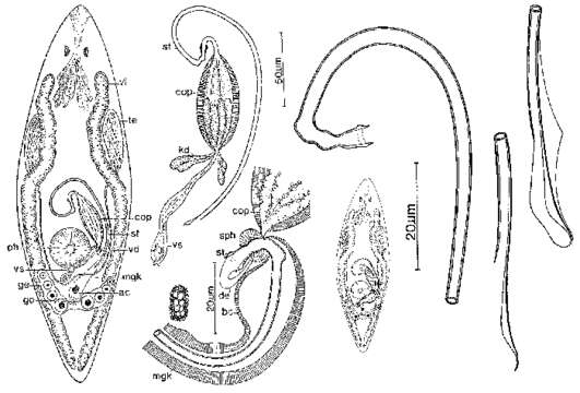 Image of Promesostoma sartagine Ax & Ehlers 1973