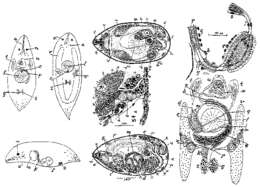 Image of Promesostoma scylax Marcus 1952