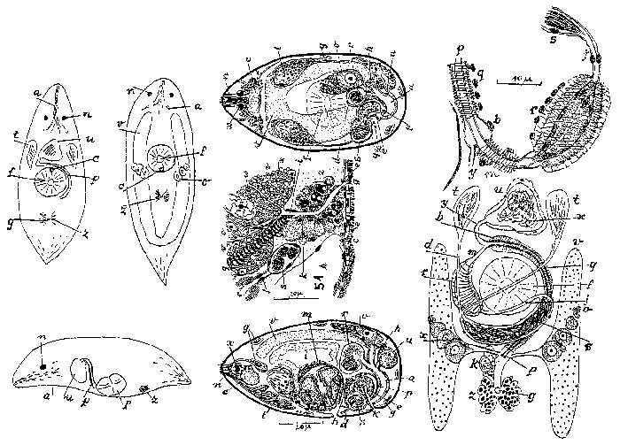 Image of Promesostoma scylax Marcus 1952