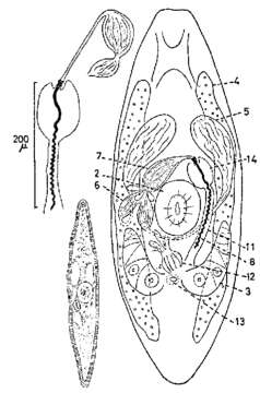 Imagem de Promesostoma spiriferum Karling 1967