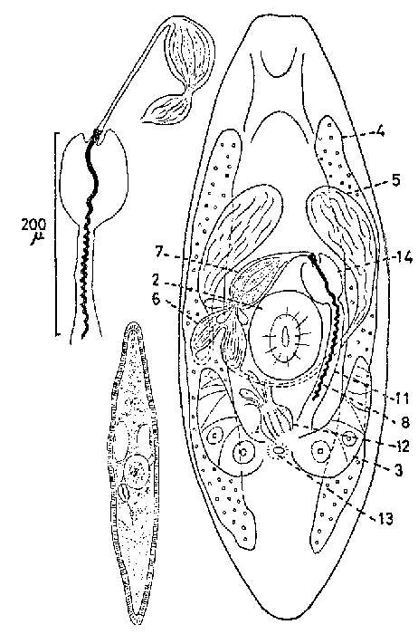 Imagem de Promesostoma spiriferum Karling 1967