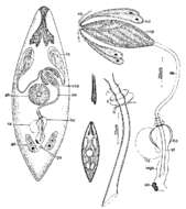 Imagem de Promesostoma tenebrosum Ax & Ehlers 1973