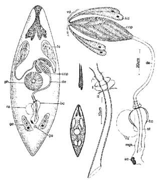 Imagem de Promesostoma tenebrosum Ax & Ehlers 1973