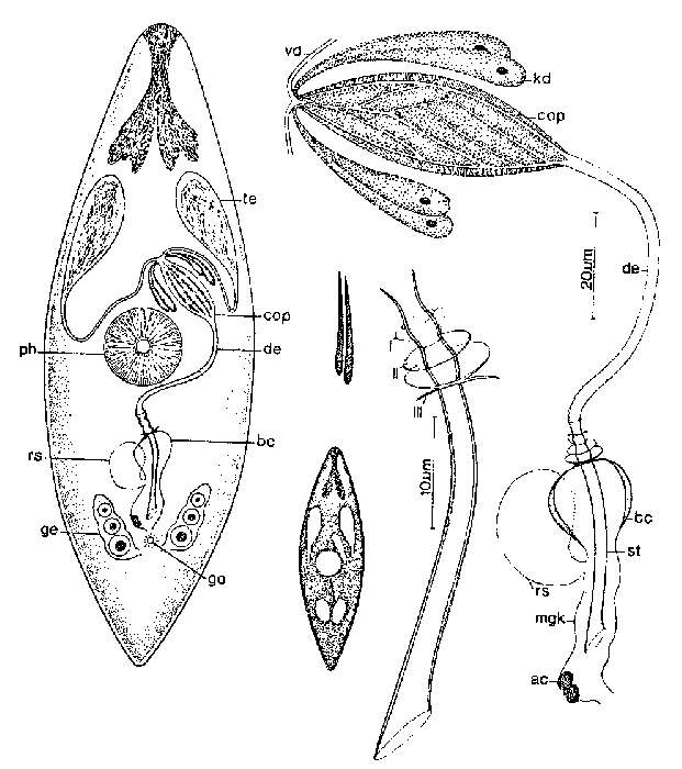 Imagem de Promesostoma tenebrosum Ax & Ehlers 1973