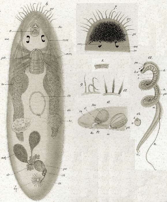 Image of Trigonostomum setigerum Schmidt 1852