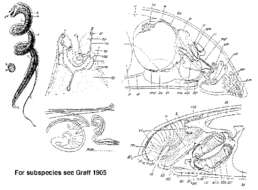 Image of Trigonostomum setigerum Schmidt 1852