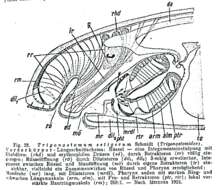 Image of Trigonostomum setigerum Schmidt 1852