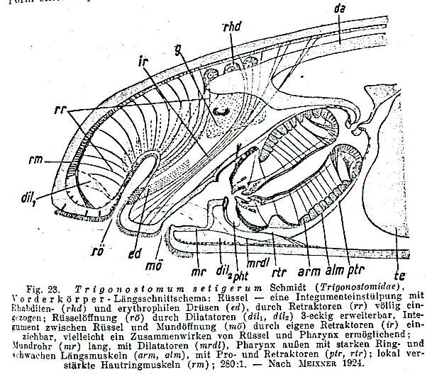 Image of Trigonostomum setigerum Schmidt 1852