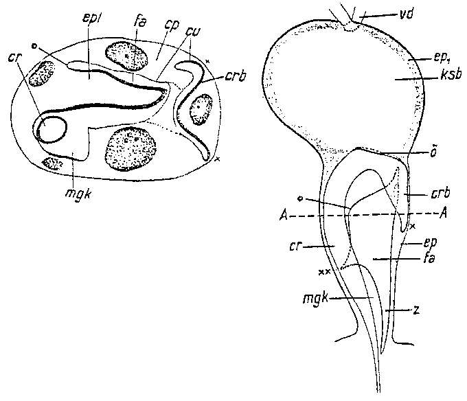 Image of Trigonostomum breitfussi (Graff 1905)