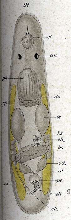 Image of Trigonostomum coronatum (Graff 1882)