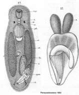 Image of Trigonostomum mirabile (Pereyaslawzewa 1892)