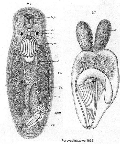 Image de Trigonostomum mirabile (Pereyaslawzewa 1892)