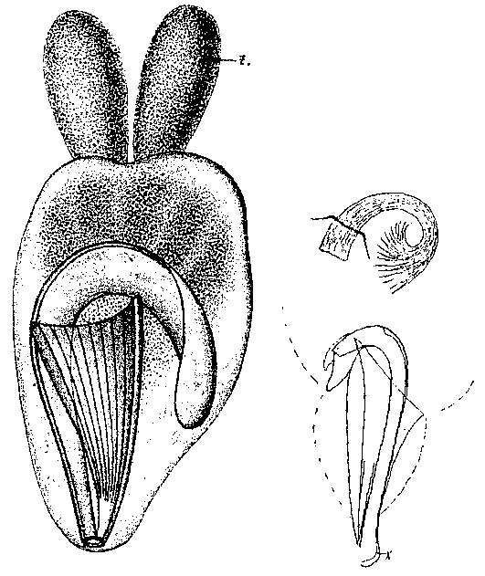 Image de Trigonostomum mirabile (Pereyaslawzewa 1892)