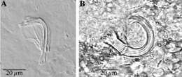 Plancia ëd Trigonostomum penicillatum (Schmidt 1857)