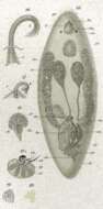 Image of Trigonostomum penicillatum (Schmidt 1857)