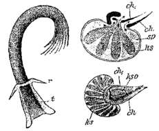 Image of Trigonostomum penicillatum (Schmidt 1857)