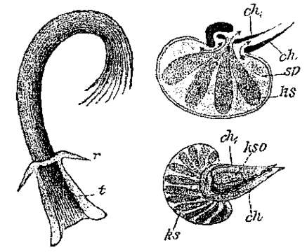 Plancia ëd Trigonostomum penicillatum (Schmidt 1857)