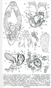 Image of Beklemischeviella contorta (Beklemischev 1927)