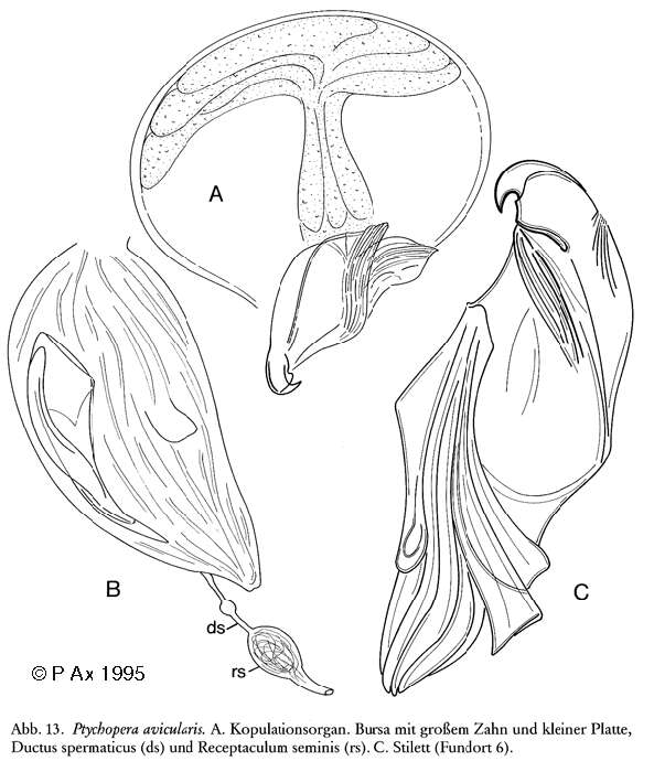 Image of Ptychopera avicularis Karling 1974