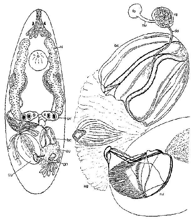 Image of Ptychopera hartogi Ax 1971