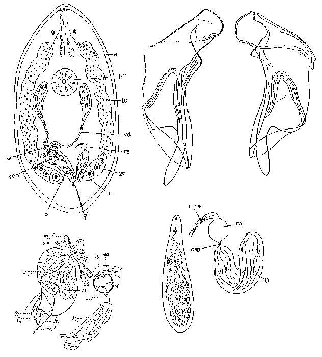 Image of Ptychopera plebeia (Beklemischev 1927)