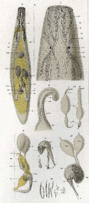 Image de Ceratopera gracilis (Graff 1882) Den Hartog 1964