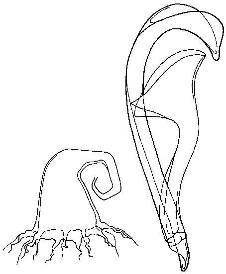 Image of Ceratopera axi (Riedl 1954)