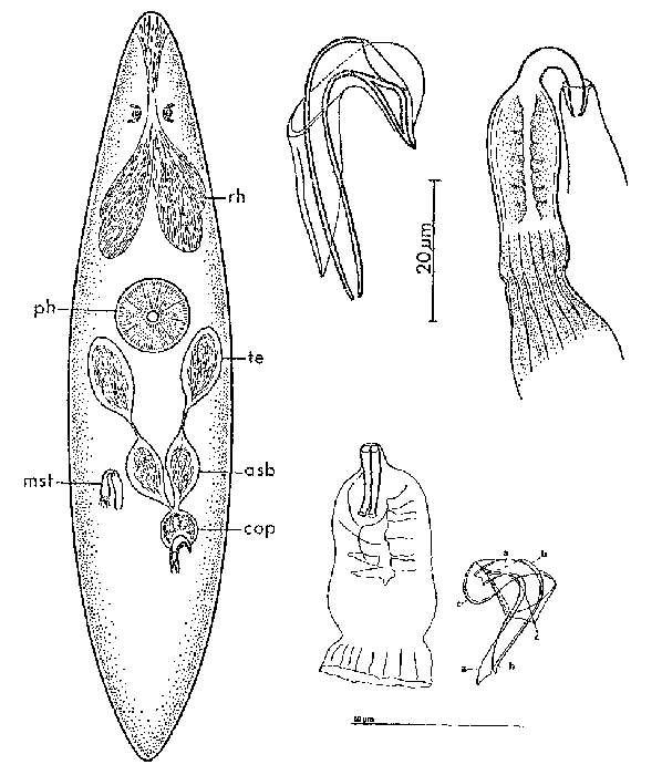 Image of Ceratopera paragracilis Ehlers & Ax 1974