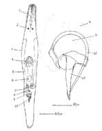 Image de Ceratopera steinboecki (Riedl 1959)