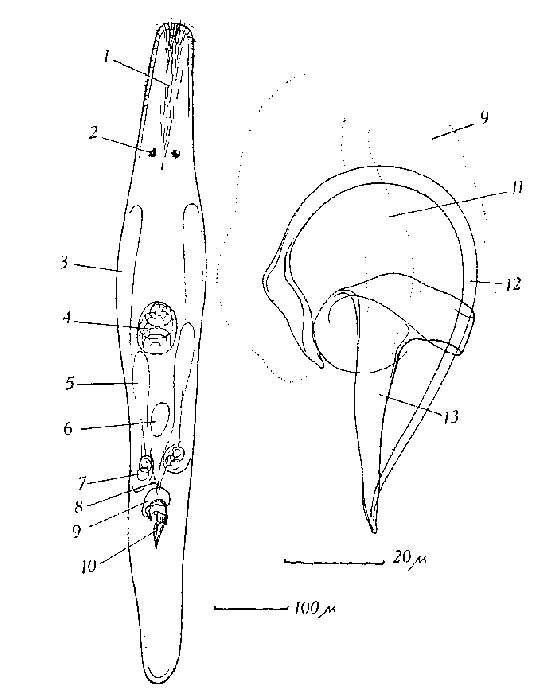 Image de Ceratopera steinboecki (Riedl 1959)