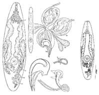 Image of Proxenetes ampullatus Ax 1971