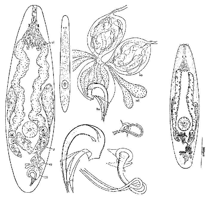 Image of Proxenetes ampullatus Ax 1971