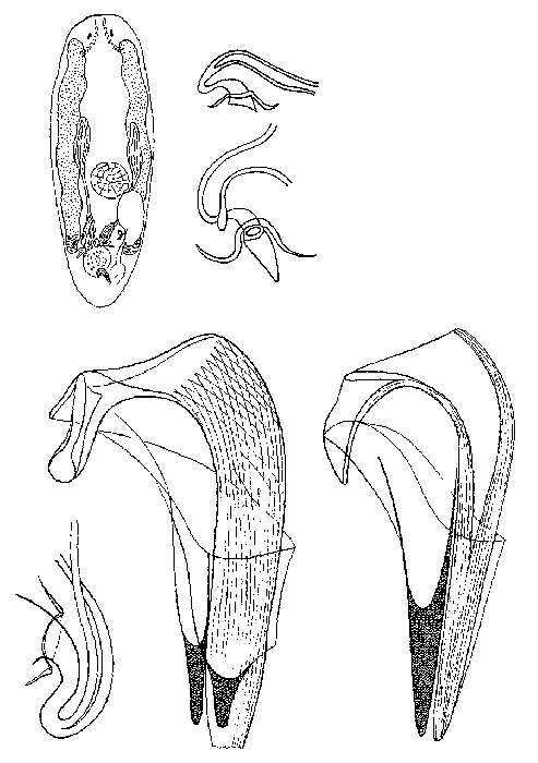 Image of Proxenetes bilioi Hartog 1966