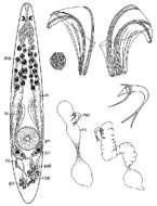 Image of Proxenetes fasciger Ehlers 1974