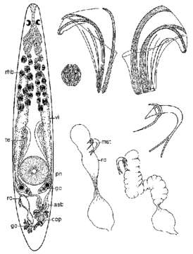 Image of Proxenetes fasciger Ehlers 1974