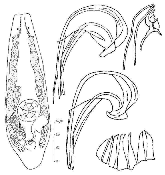 Image of Proxenetes flabellifer Jensen 1878