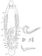 Image of Proxenetes flabellifer Jensen 1878