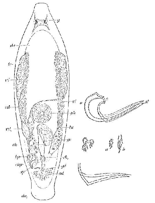 Image of Proxenetes flabellifer Jensen 1878