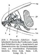 Image of Proxenetes flabellifer Jensen 1878