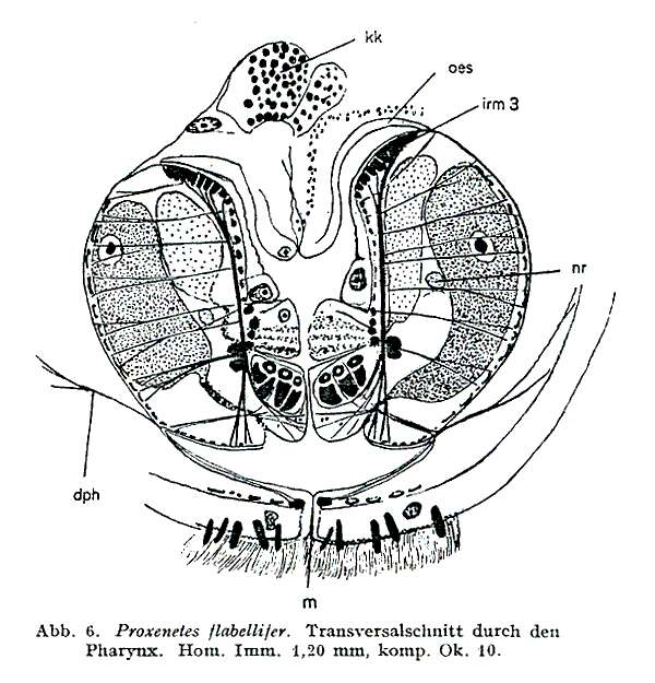 Image of Proxenetes flabellifer Jensen 1878