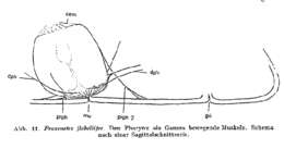 Image of Proxenetes flabellifer Jensen 1878